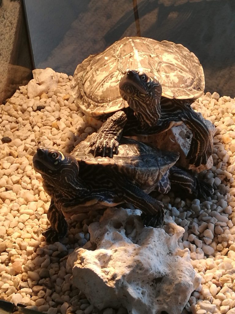 Schildkröten Michael und Sarah