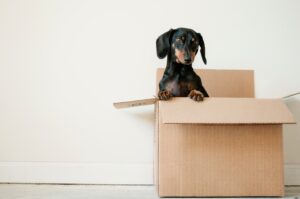 Dachshund sits in a large cardboard box