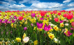 Spring flower meadow with tulips