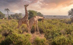 Two giraffes in an African savanna landscape